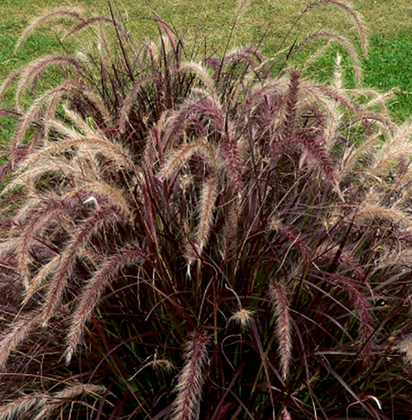 Dochan setý - Pennisetum advena ´Rubrum´ h19