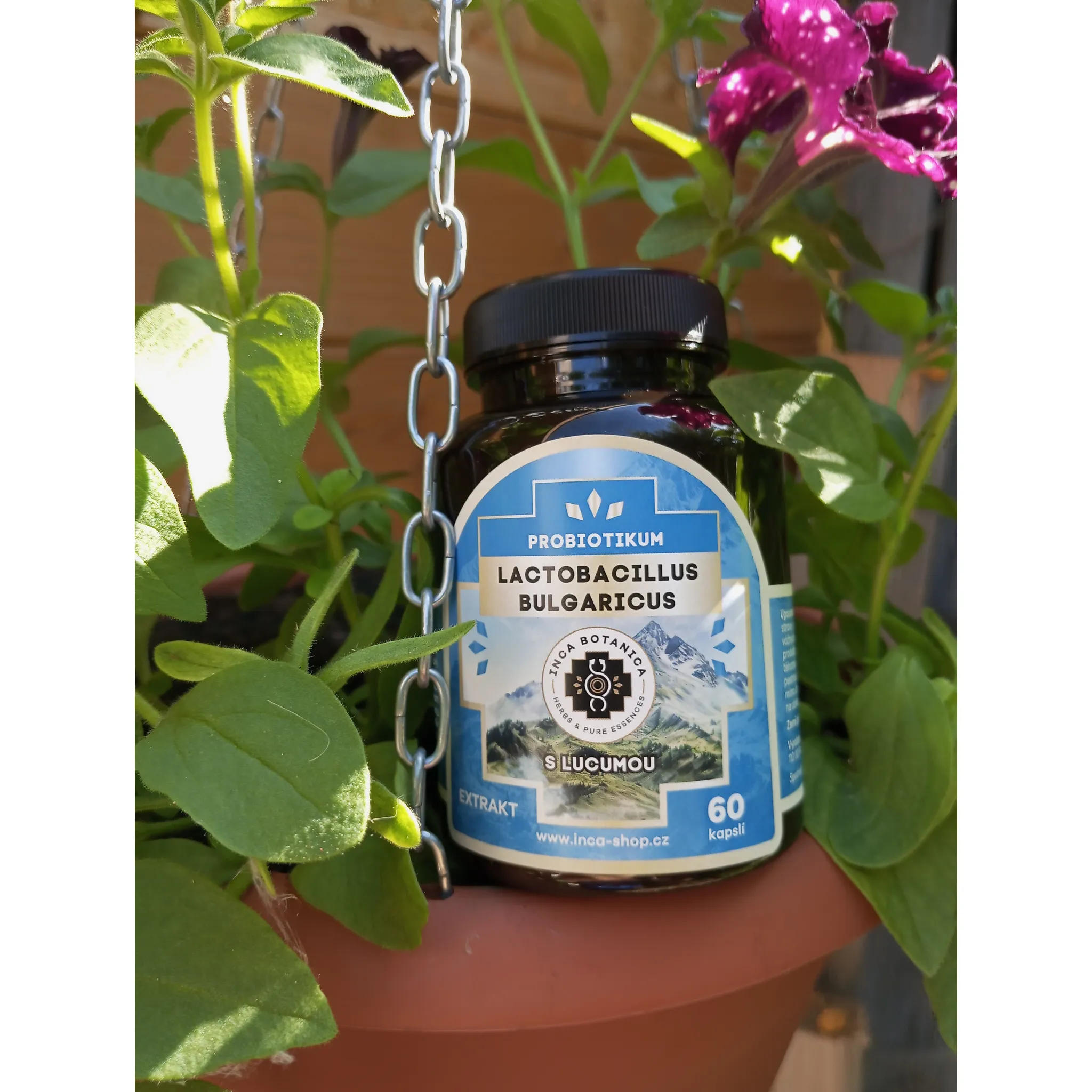 Fotografie 2 -  Inca Botanica Lactobacillus Bulgaricus s lucumou 60 cps.