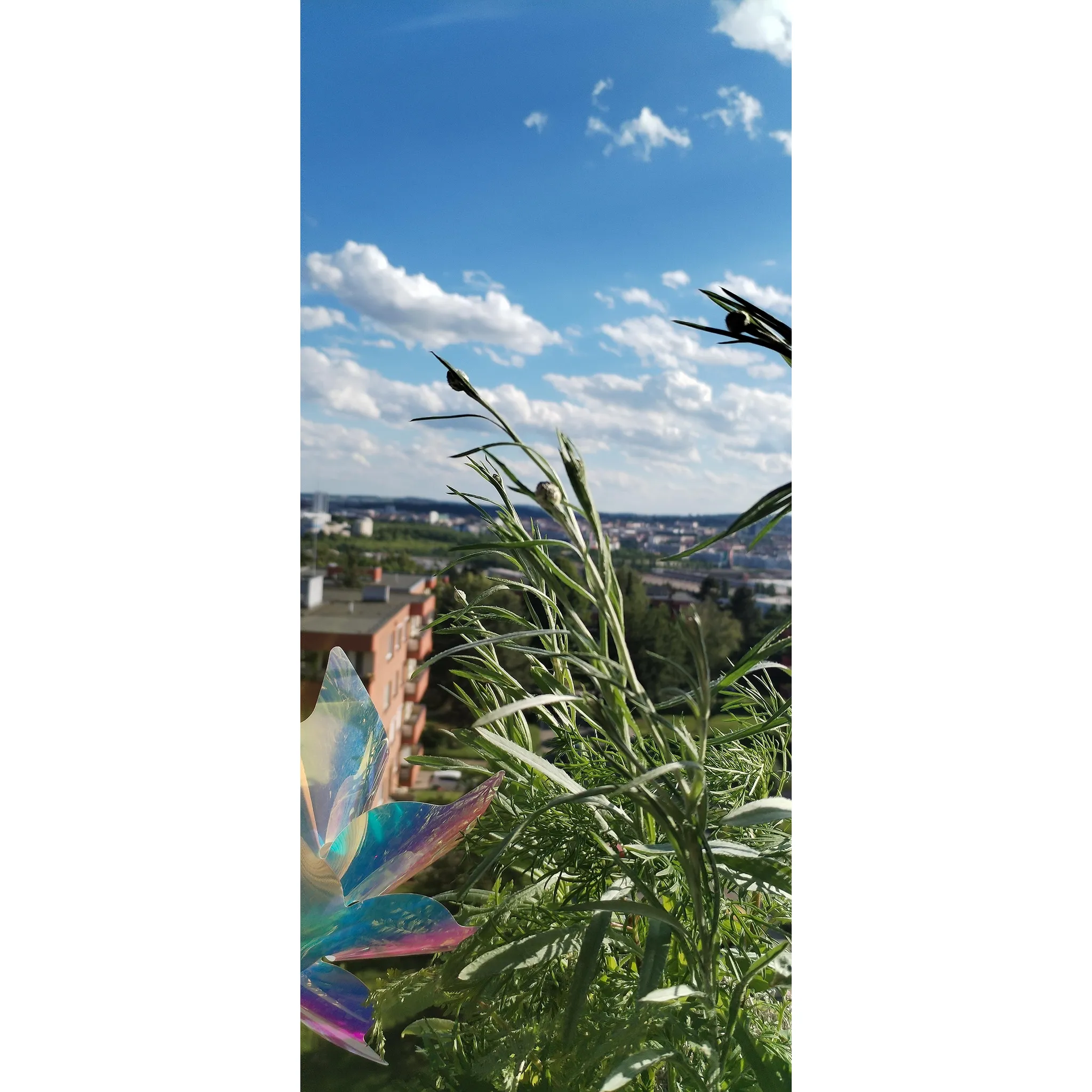 Fotografie 3 - Travní směs Lipoo Zbombarduj komára 10 g