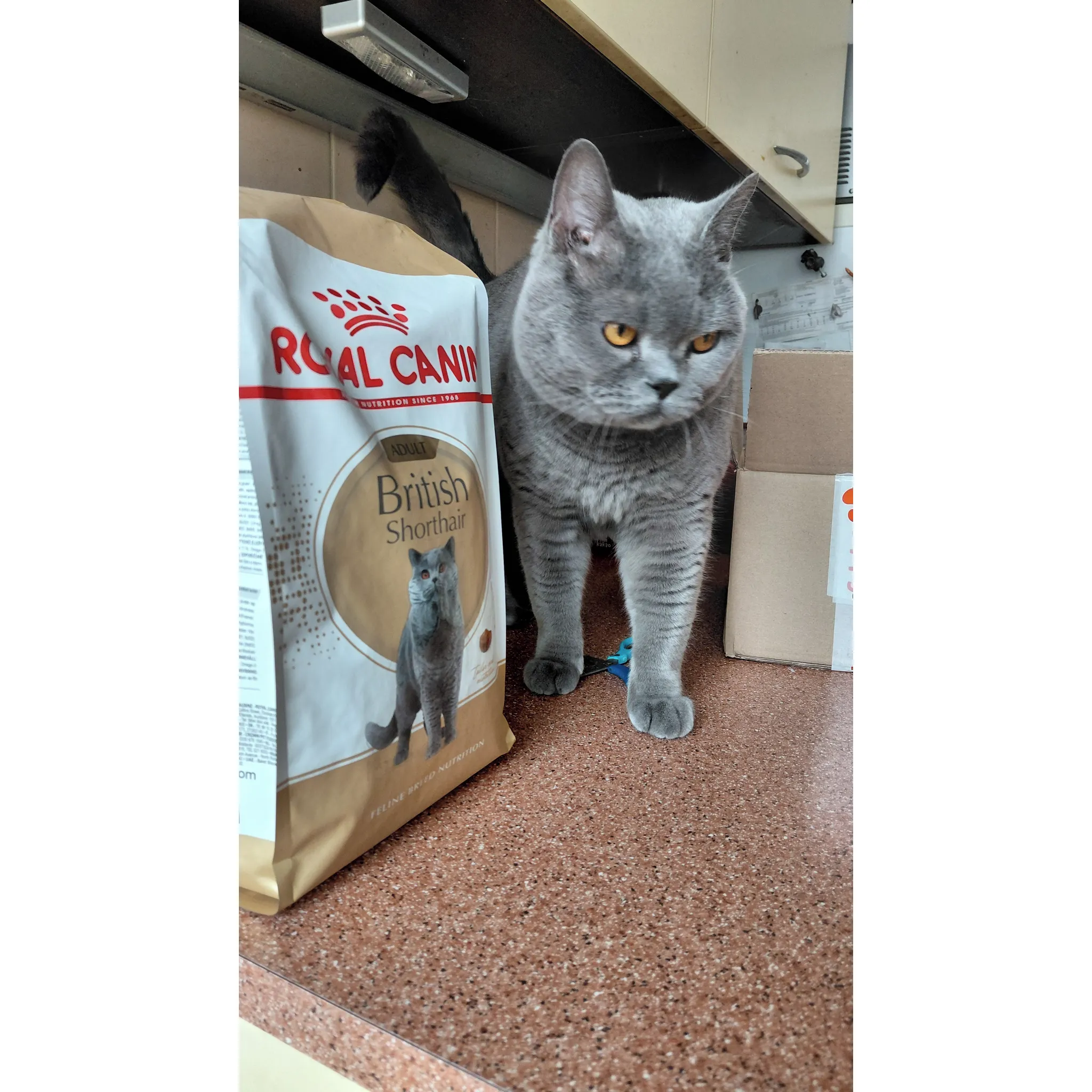 Fotografie 6 - Krmivo pro kočku Royal Canin British Shorthair Adult granule 2 kg