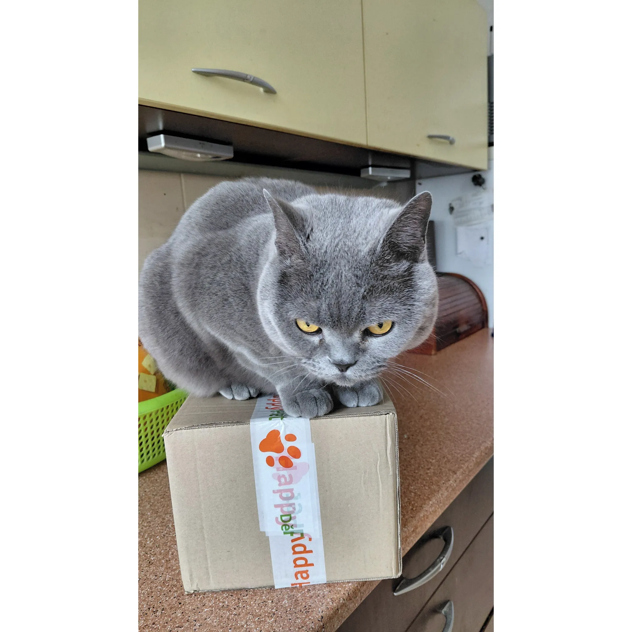 Fotografie 5 - Krmivo pro kočku Royal Canin British Shorthair Adult granule 2 kg