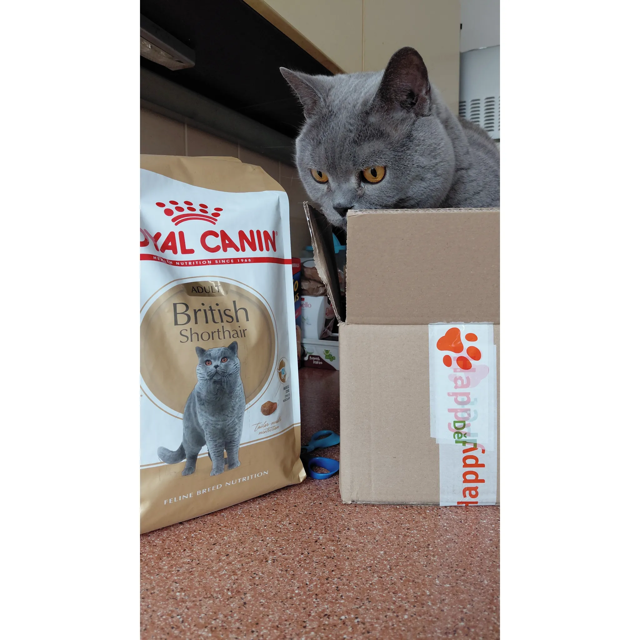 Fotografie 4 - Krmivo pro kočku Royal Canin British Shorthair Adult granule 2 kg