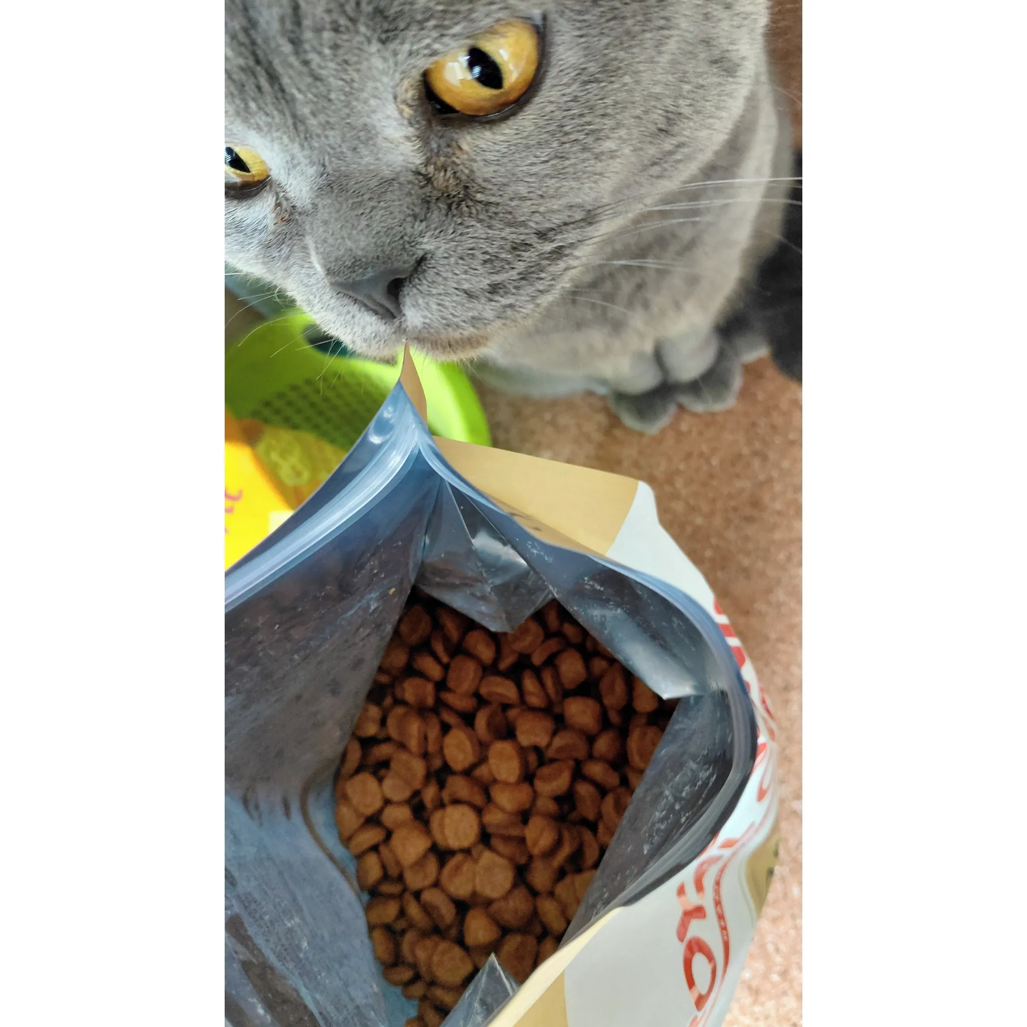 Fotografie 2 - Krmivo pro kočku Royal Canin British Shorthair Adult granule 2 kg