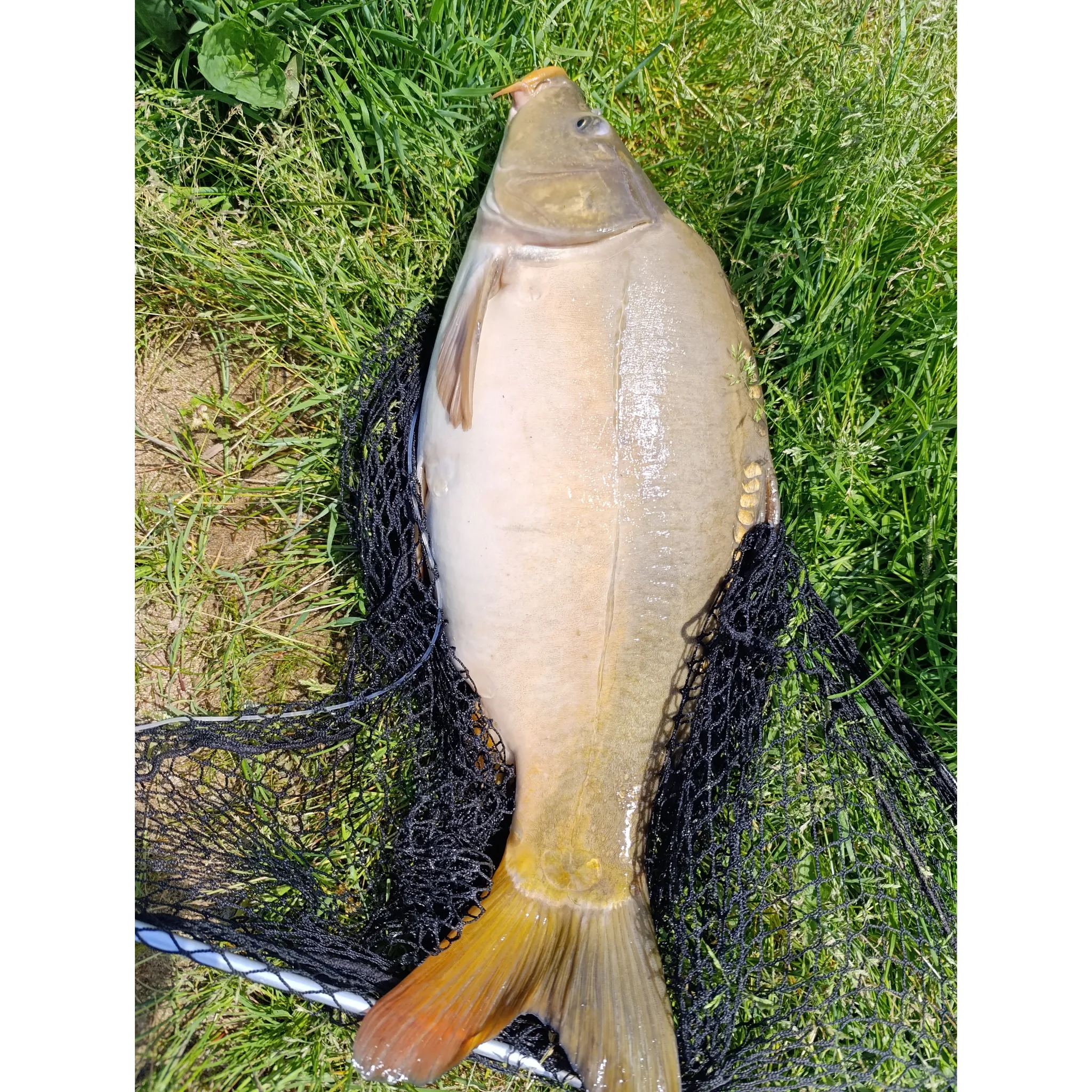 Fotografie 6 - Boilies TB Baits Boilie 20 mm/10 kg Scopex Squid