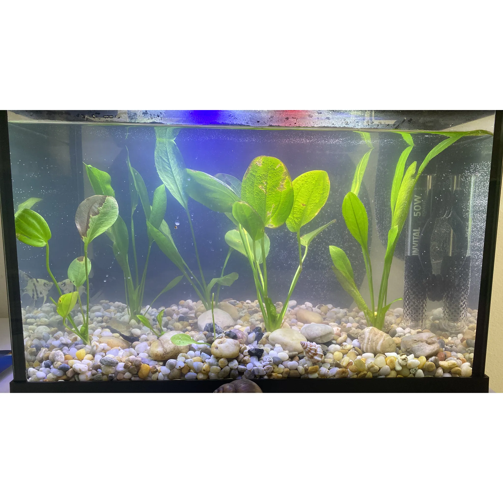 Fotografie 3 - Akvárium Invital Slim LED s vnitřním filtrem a topítkem 20 l černé