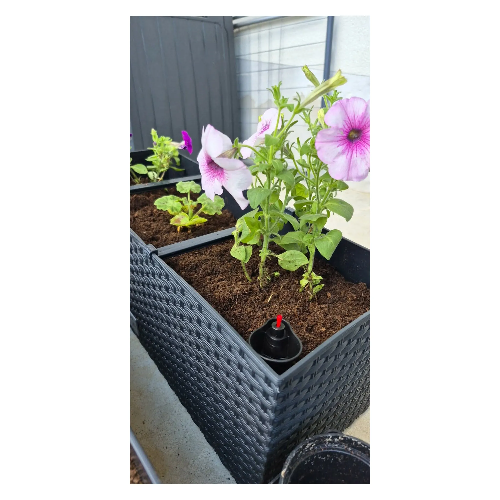 Fotografie 4 - Truhlík Prosperplast Rato Case truhlík 51,4 cm antracit