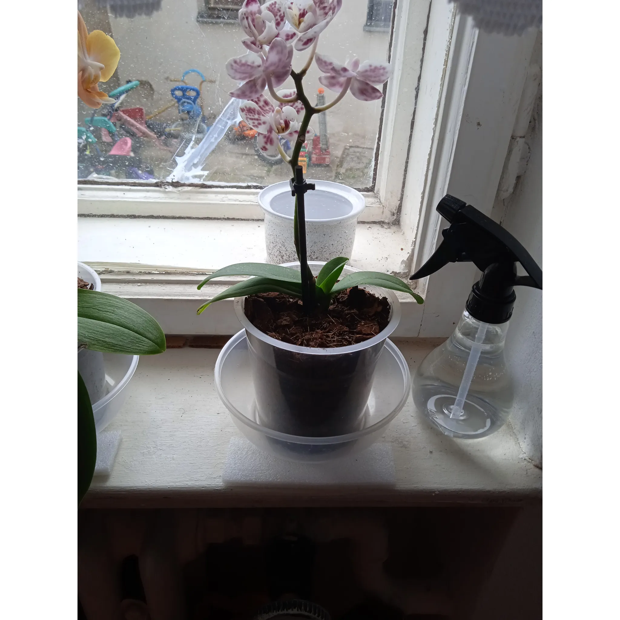 Fotografie 2 - Substrát Floria Substrát pro orchideje 3 l