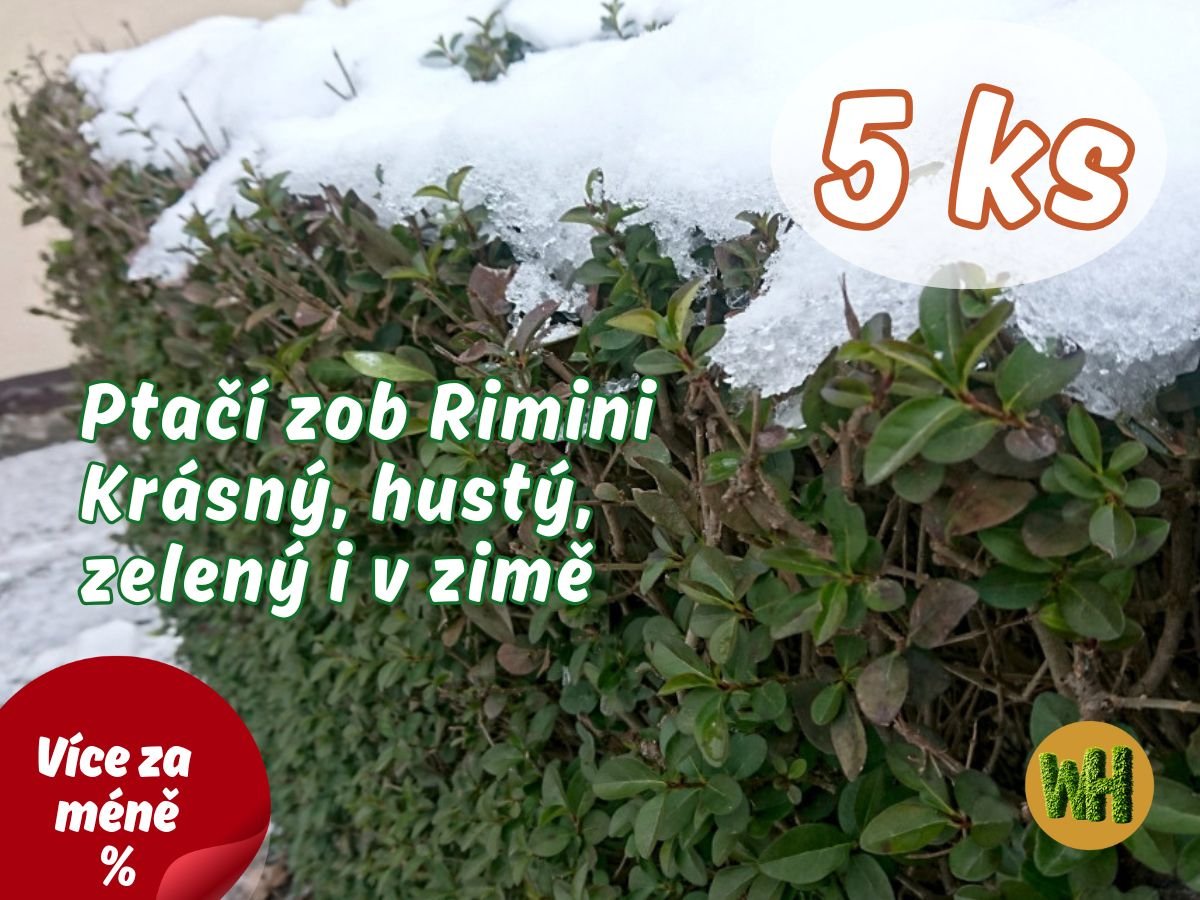WonderHedge Ptačí zob Rimini - zelený i v zimě - jednoleté sazencie - 5 Ks v balení