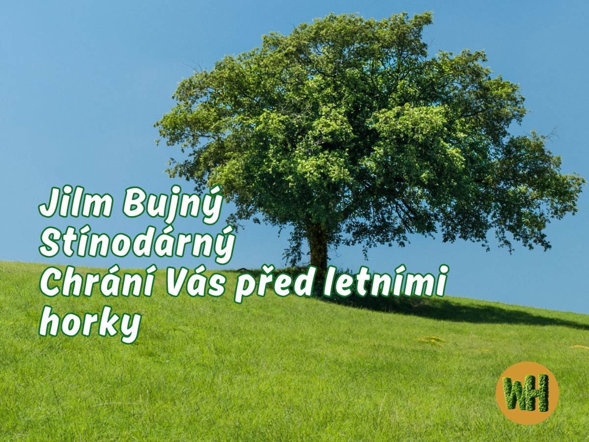 WonderHedge Jilm Bujný Stínodárný