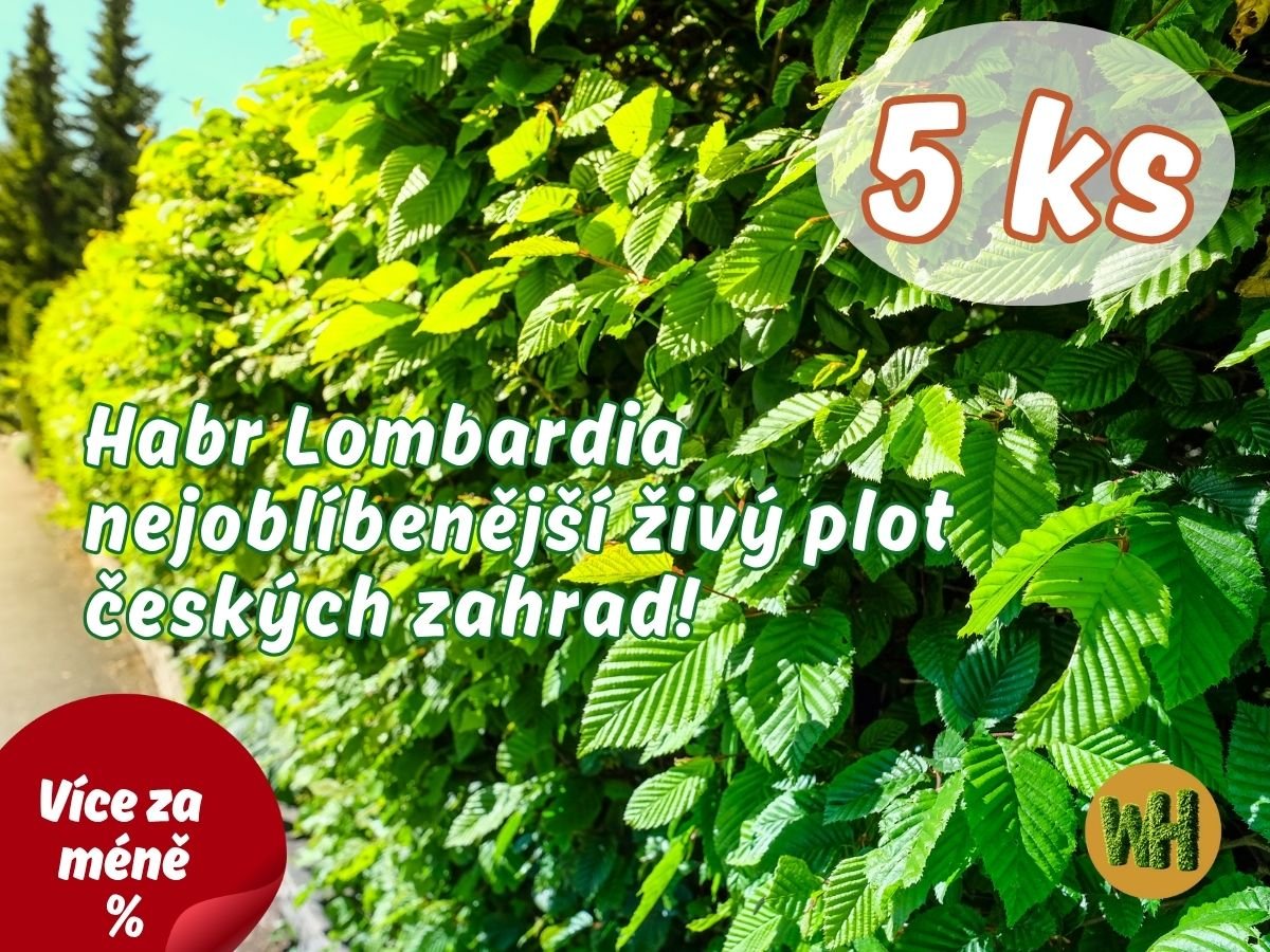 WonderHedge Habr Lombardia - král živých plotů - 5 Ks v balení