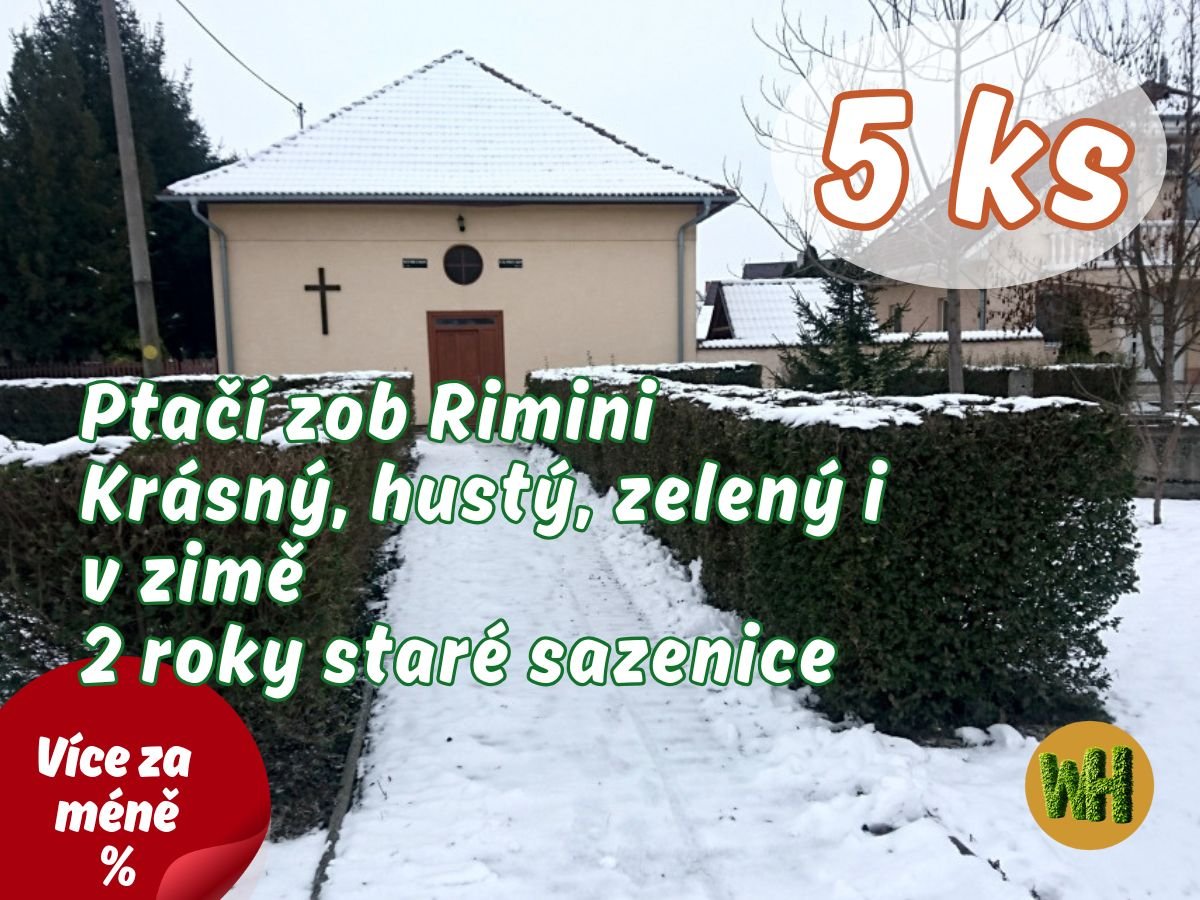 WonderHedge Ptačí zob Rimini - zelený i v zimě - dvouleté sazencie - 5 Ks v balení