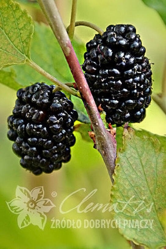 Morušovník černý 'Full Seasons' - Morus nigra 'Full Seasons' Květník o průměru 18 cm