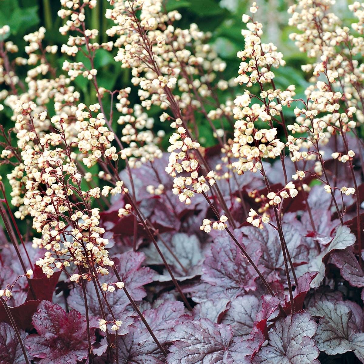 Dlužicha "Shanghai" Heuchera cultivars "Shanghai"