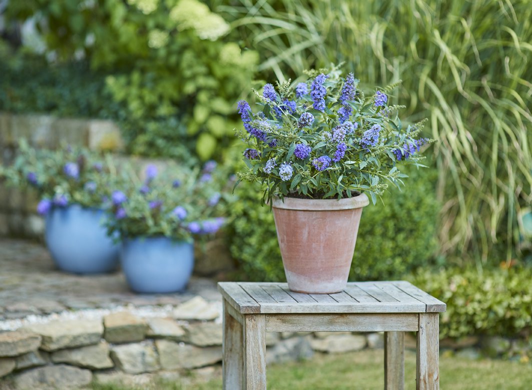 GREENBOSS FLOWER Motýlí keř zakrslý 'Sky Blue' Průměr květináče: 9 až 12 cm Buddleja cultivars Summer Bird® Sky Blue