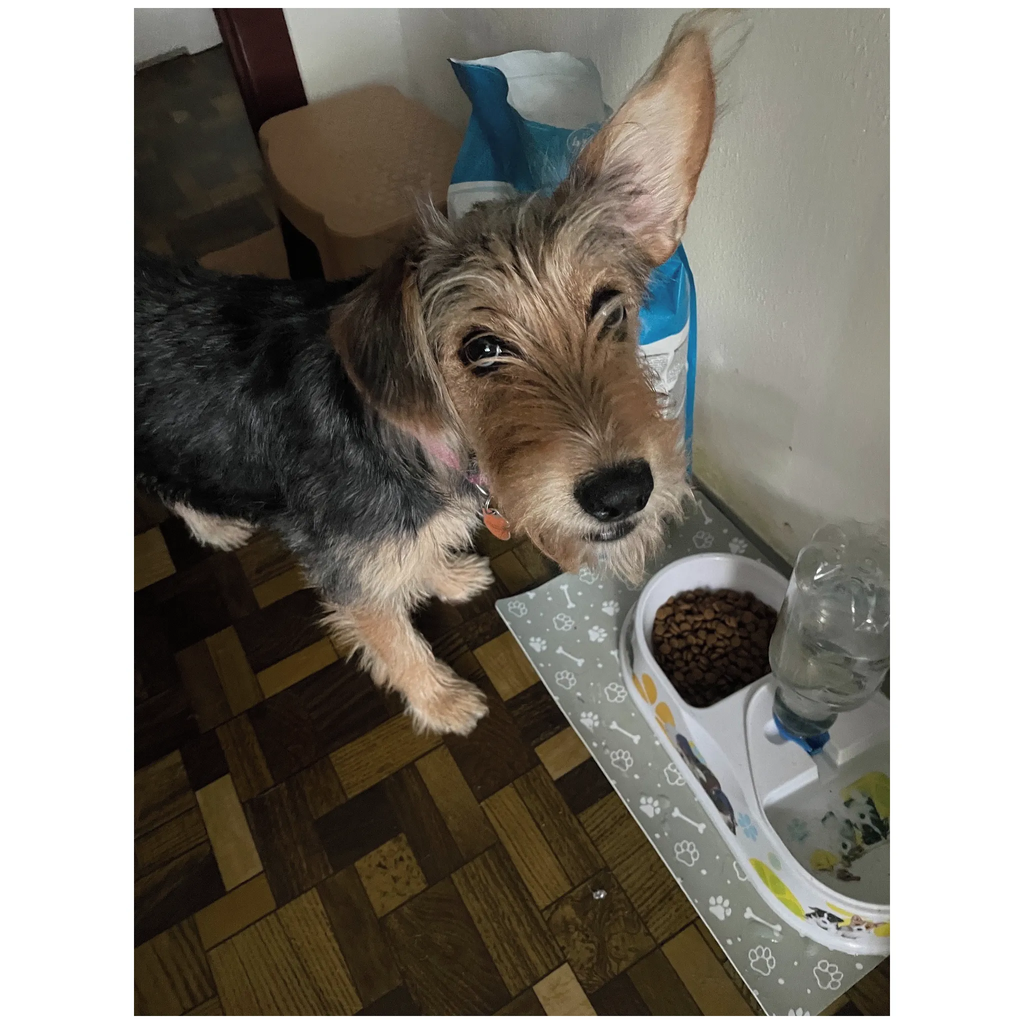 Fotografie 6 - Krmivo pro psa Royal Canin Medium Puppy 1 kg