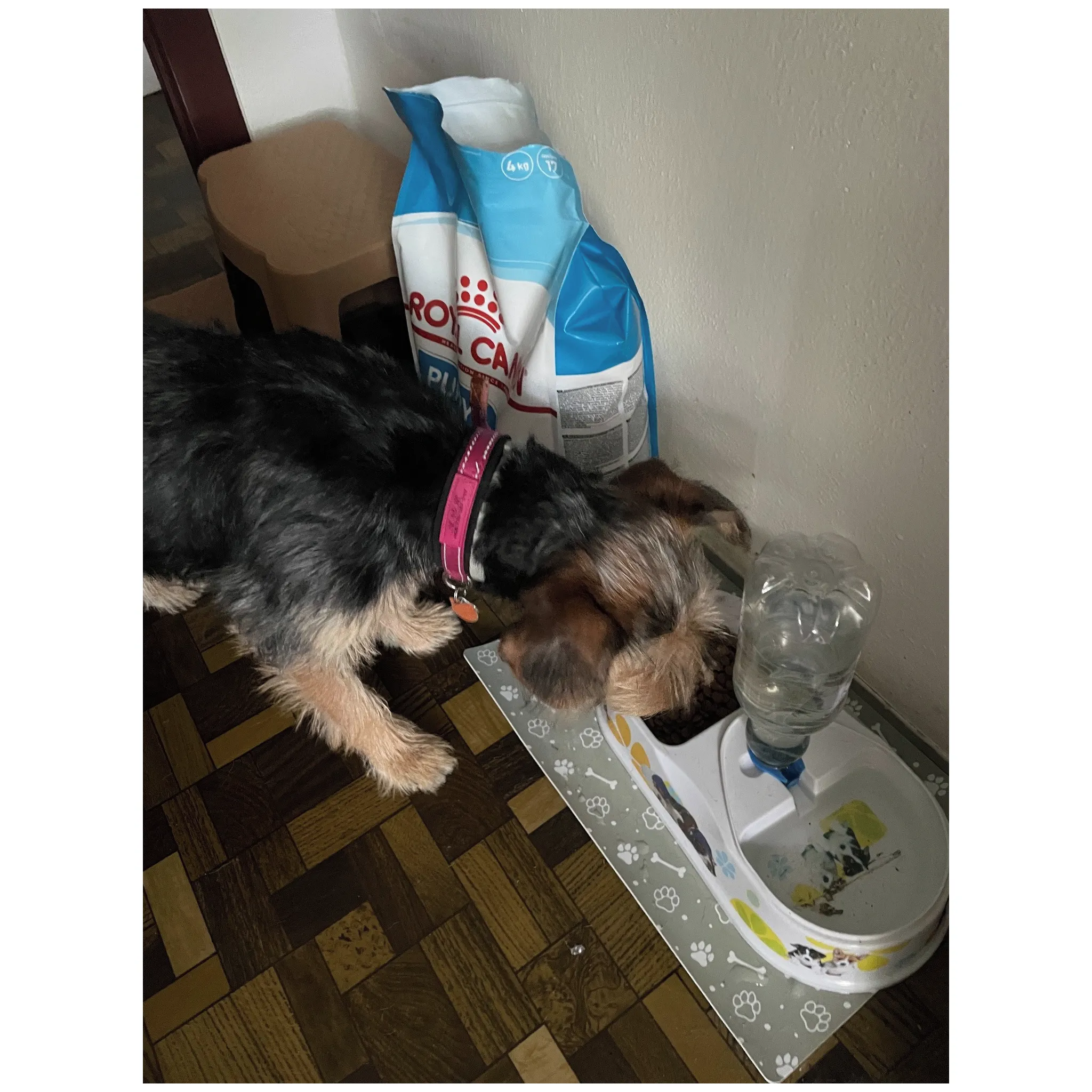 Fotografie 5 - Krmivo pro psa Royal Canin Medium Puppy 1 kg