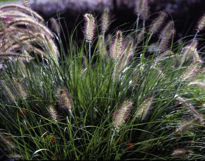 Zahradnictví Franc KŽ Pennisetum alopecuroides Hameln Velikost kontejneru: 13x13 cm, Velikost sazenice: trvalka - dle ročního období dochan psárkovitý - vousatec
