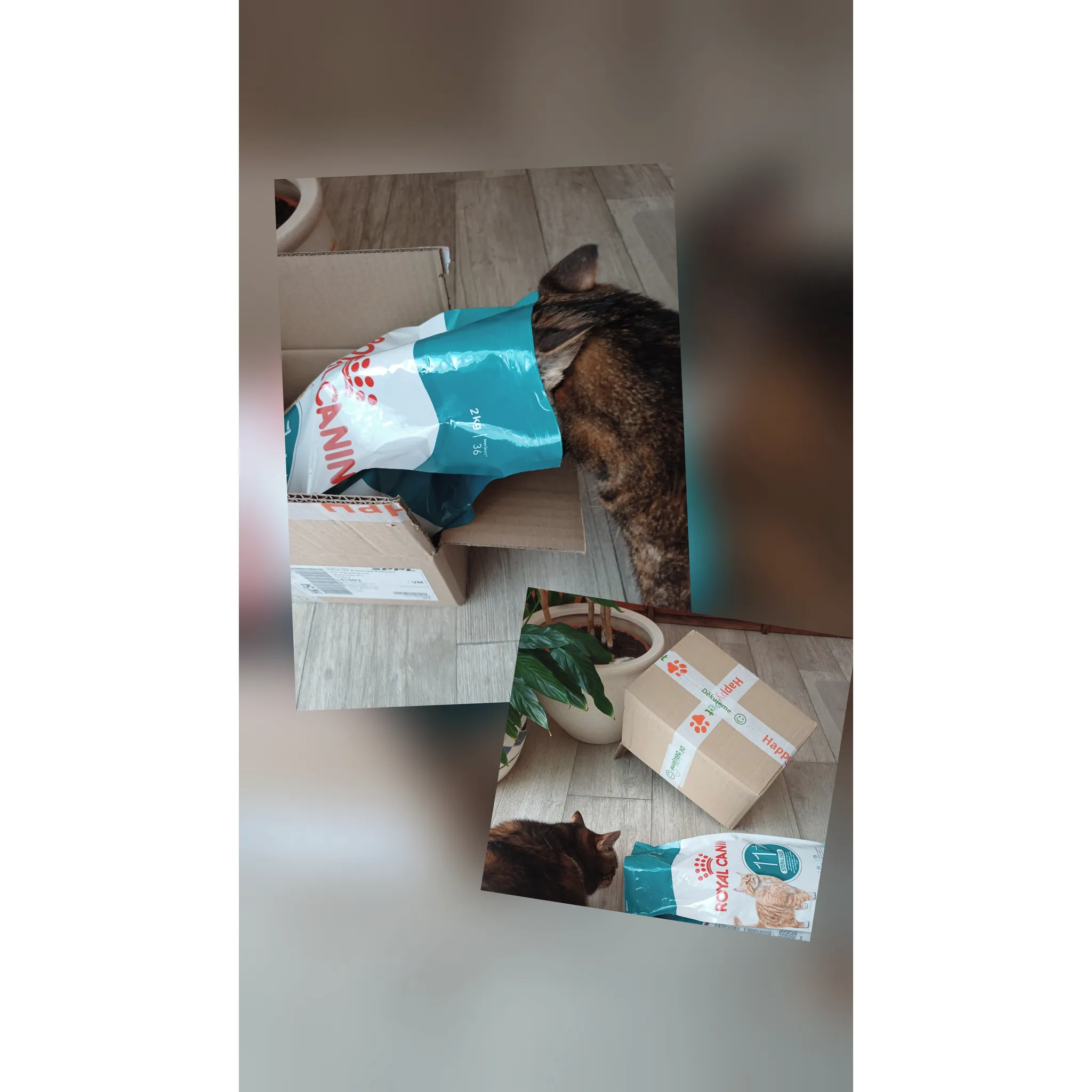 Fotografie 3 - Krmivo pro kočku Royal Canin Ageing Sterilised 11 Plus 2 kg