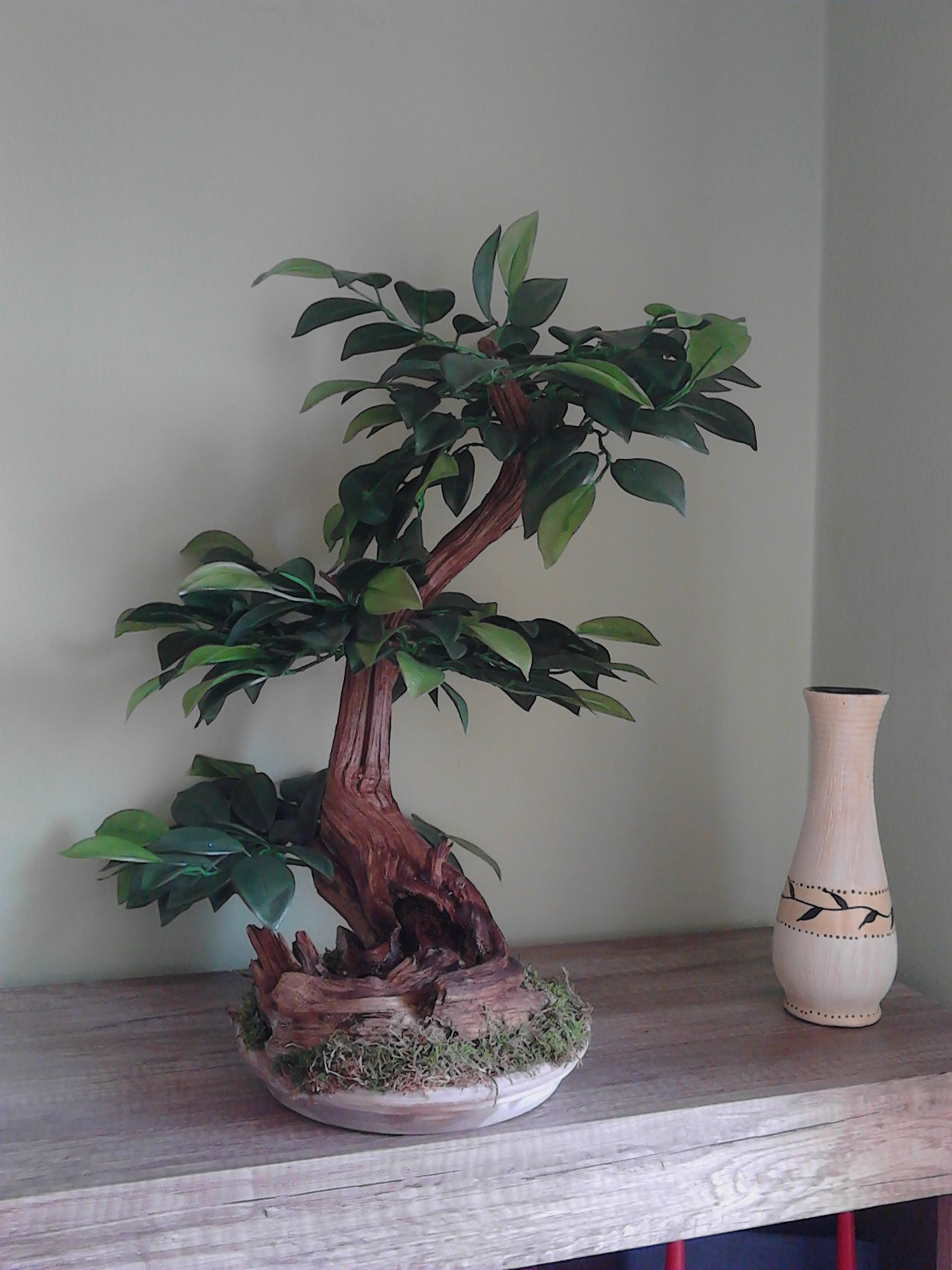 Bonsaj benjamin 60 cm