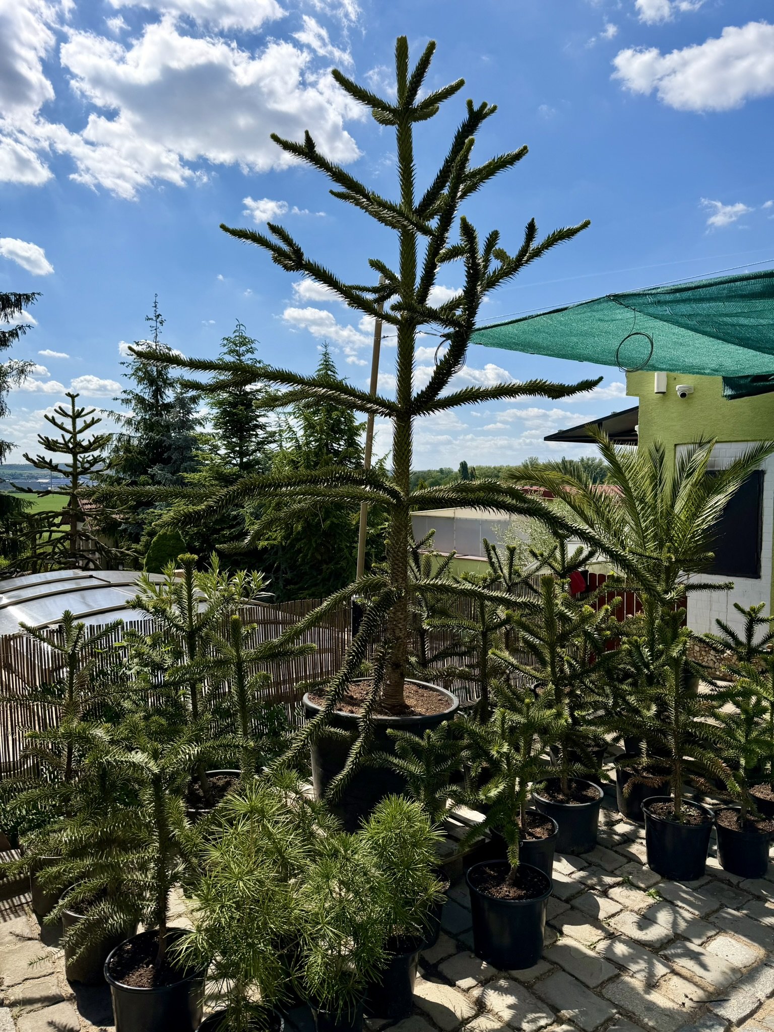 Araucaria.cz Araucaria araucana - Blahočet čilský cca 330 cm, 240 l kontejner. Reg. č.: CZ-2797