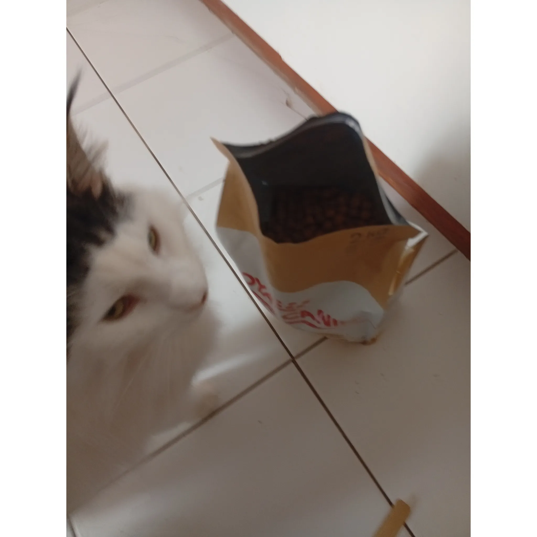Fotografie 12 - Krmivo pro kočku Royal Canin Maine Coon Adult granule 400 g