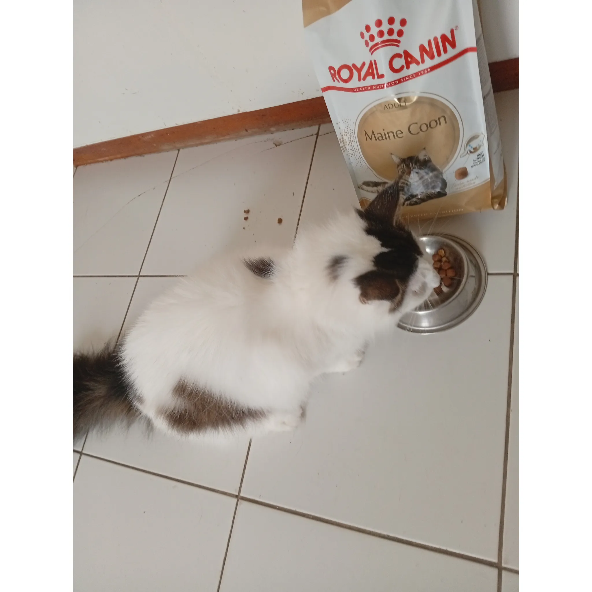 Fotografie 11 - Krmivo pro kočku Royal Canin Maine Coon Adult granule 400 g
