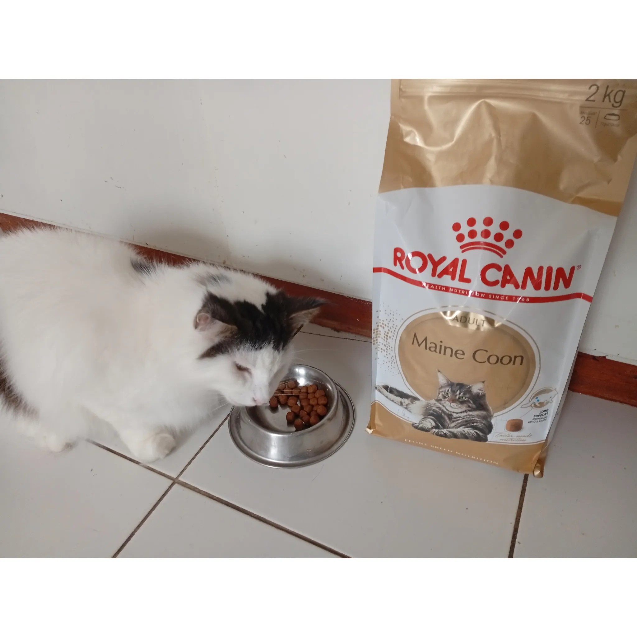 Fotografie 14 - Krmivo pro kočku Royal Canin Maine Coon Adult granule 400 g