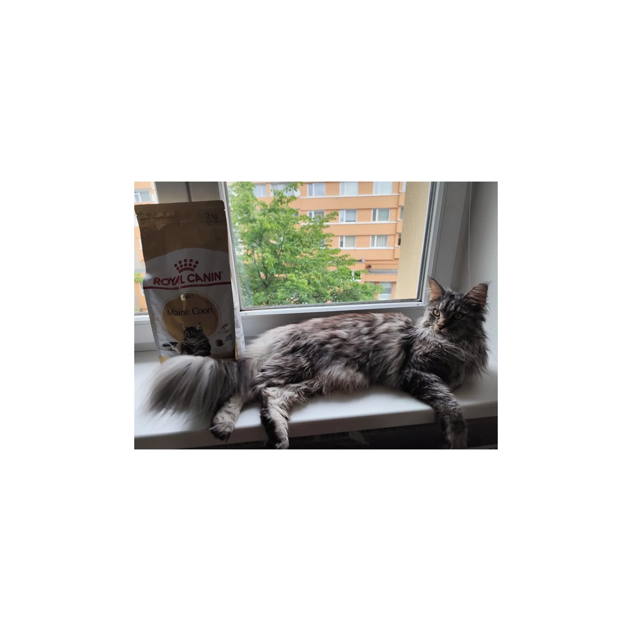 Fotografie 10 - Krmivo pro kočku Royal Canin Maine Coon Adult granule 400 g