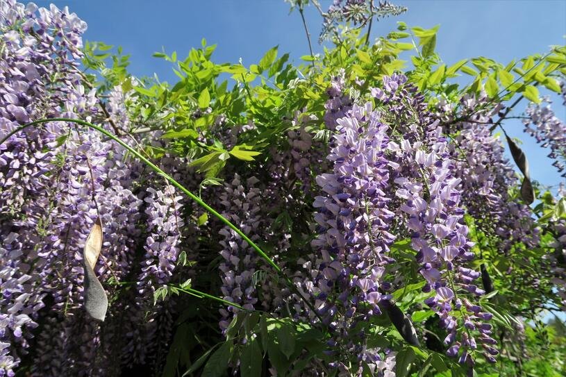 Vistárie čínská - Wisteria sinensis Květník o průměru 14 cm