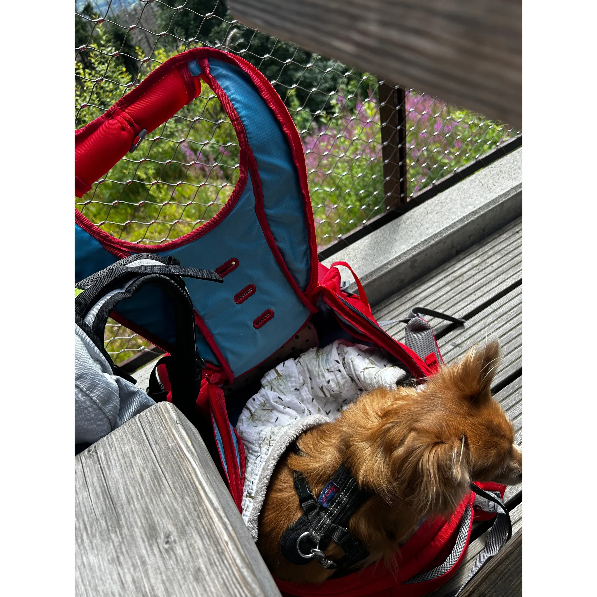 Fotografie 5 - Psí batoh Kurgo G-Train Dog Carrier Backpack 53,34 x 33,02 x 25,4 cm červený