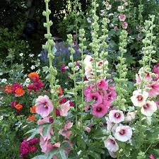 Topolovka růžová 'Simplex' - Alcea rosea 'Simplex' Květník o průměru 11 cm