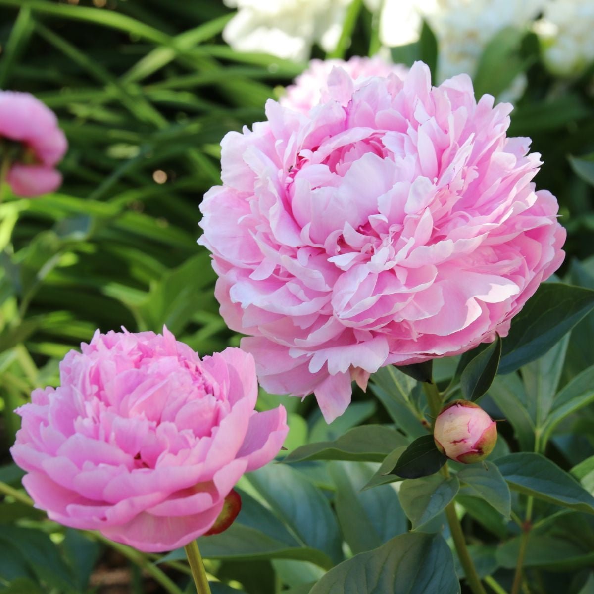 Pivoňka Sarah Bernhardt - Paeonia lactiflora - hlízy pivoňky - 1 ks