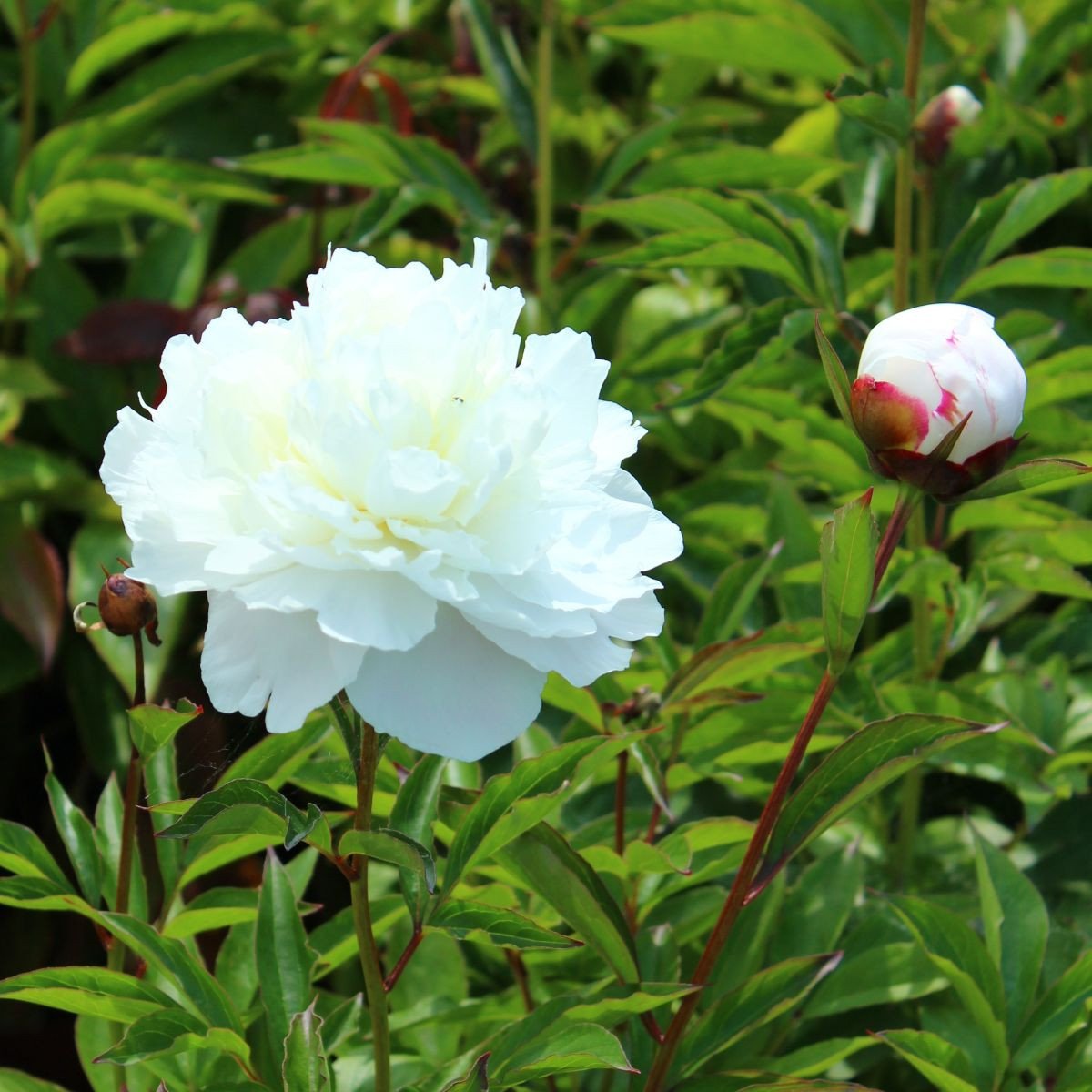 Pivoňka Shirley Temple - Paeonia lactiflora - hlízy pivoněk - 1 ks