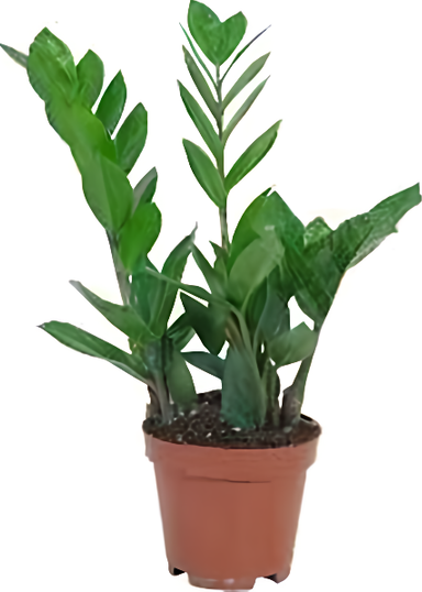 Zamioculcas, průměr květináče 12cm