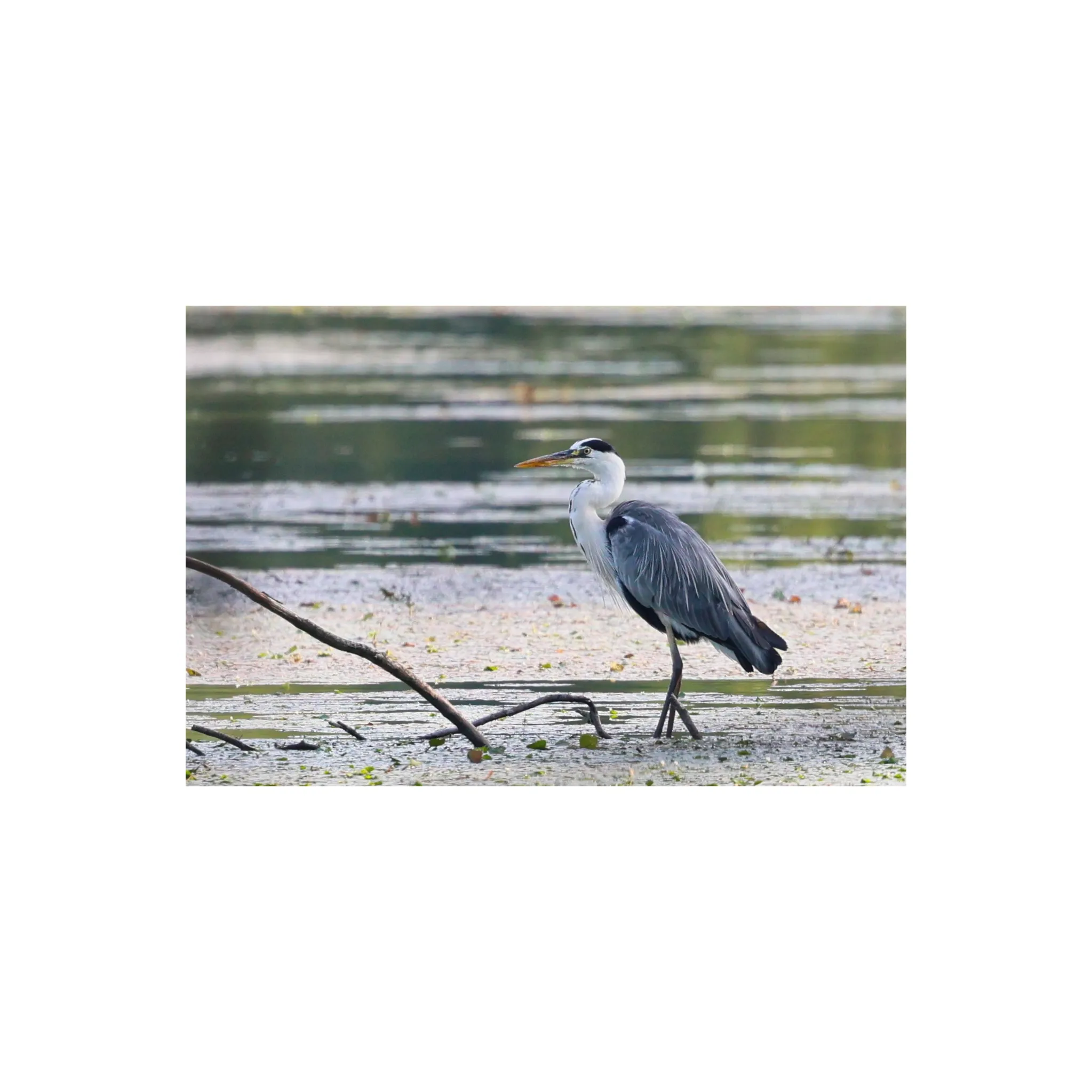 Fotografie 7 - Objektiv Canon RF 100-500 mm f/4,5-7,1 L IS USM