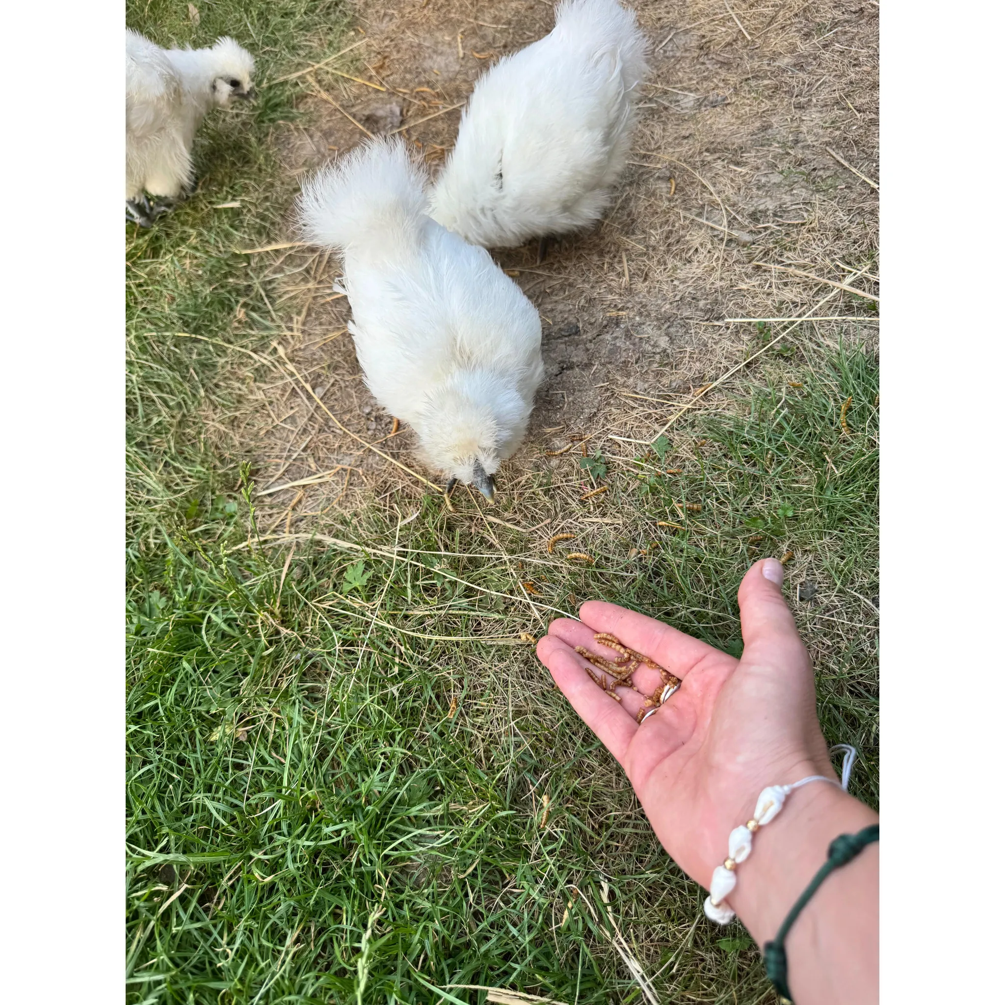 Fotografie 3 - Krmivo pro ptáka UGF Sušení mouční červi 35 g