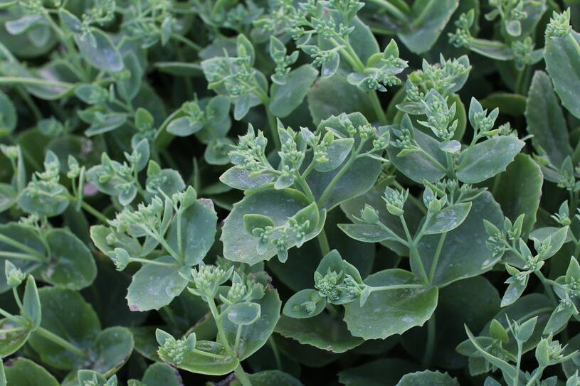 Rozchodník nádherný 'Sunkissed' - Sedum spectabile 'Sunkissed' Květník o průměru 11 cm