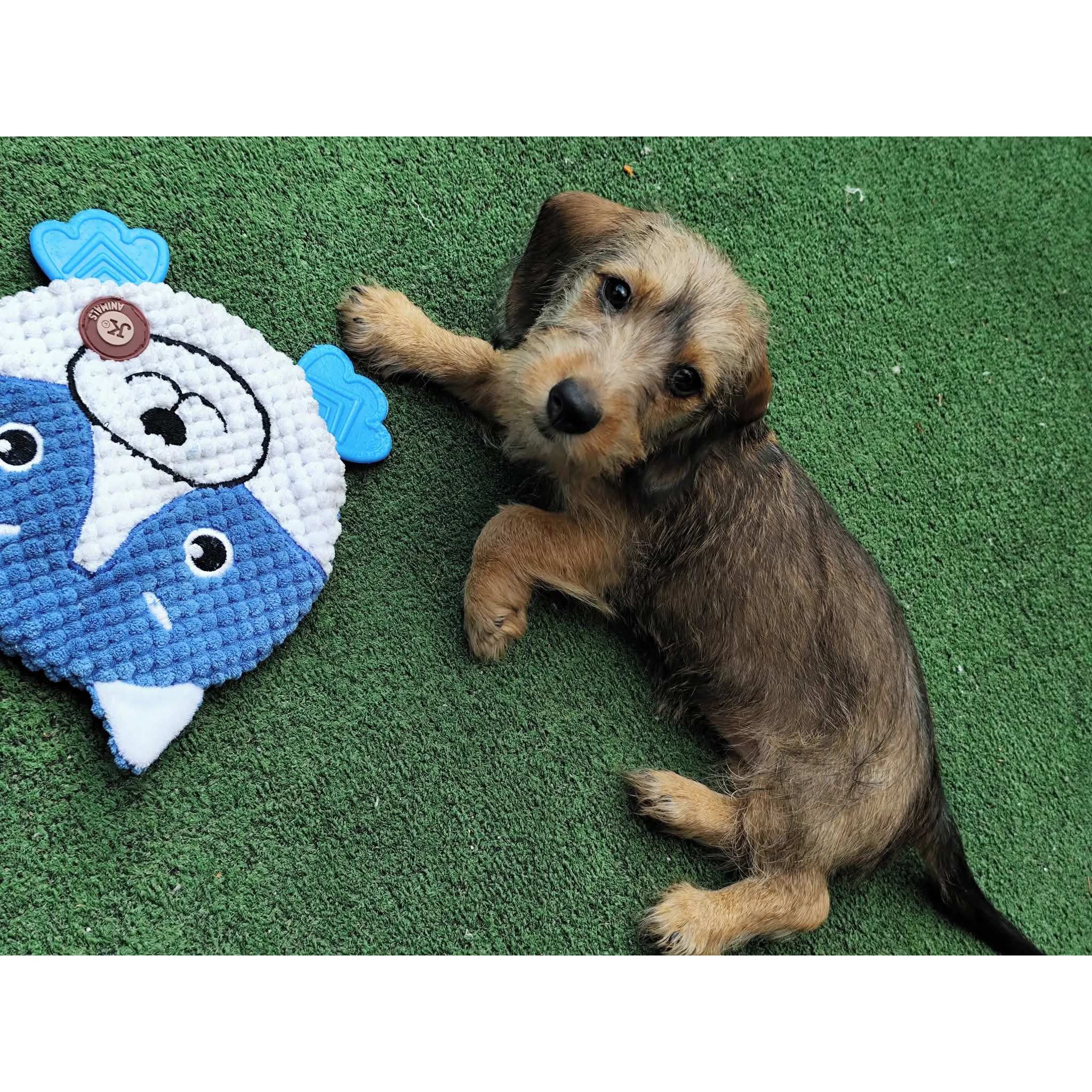 Fotografie 3 - Hračka pro psa JK ANIMALS Šustící a pískací hračka 22 cm husky