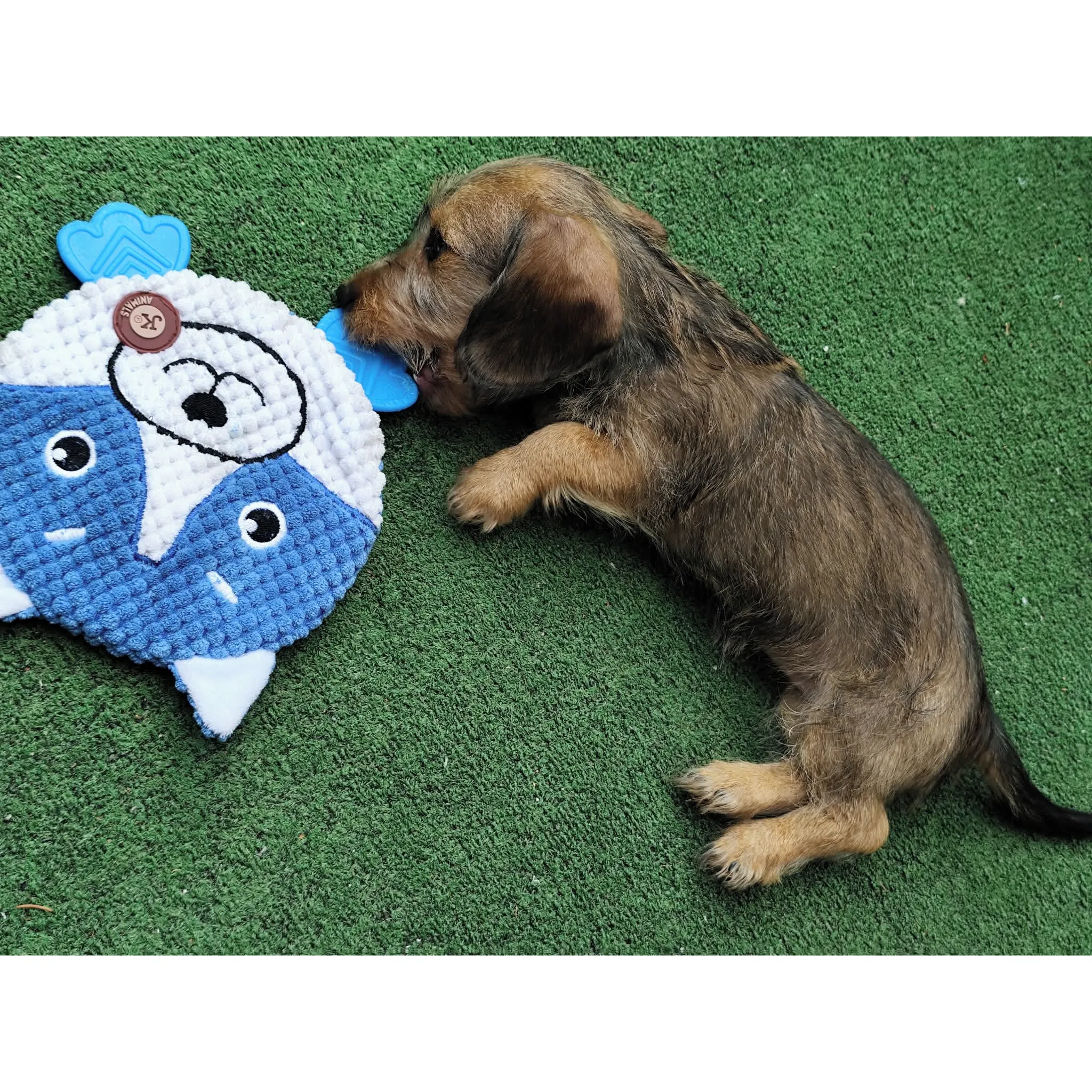Fotografie 4 - Hračka pro psa JK ANIMALS Šustící a pískací hračka 22 cm husky