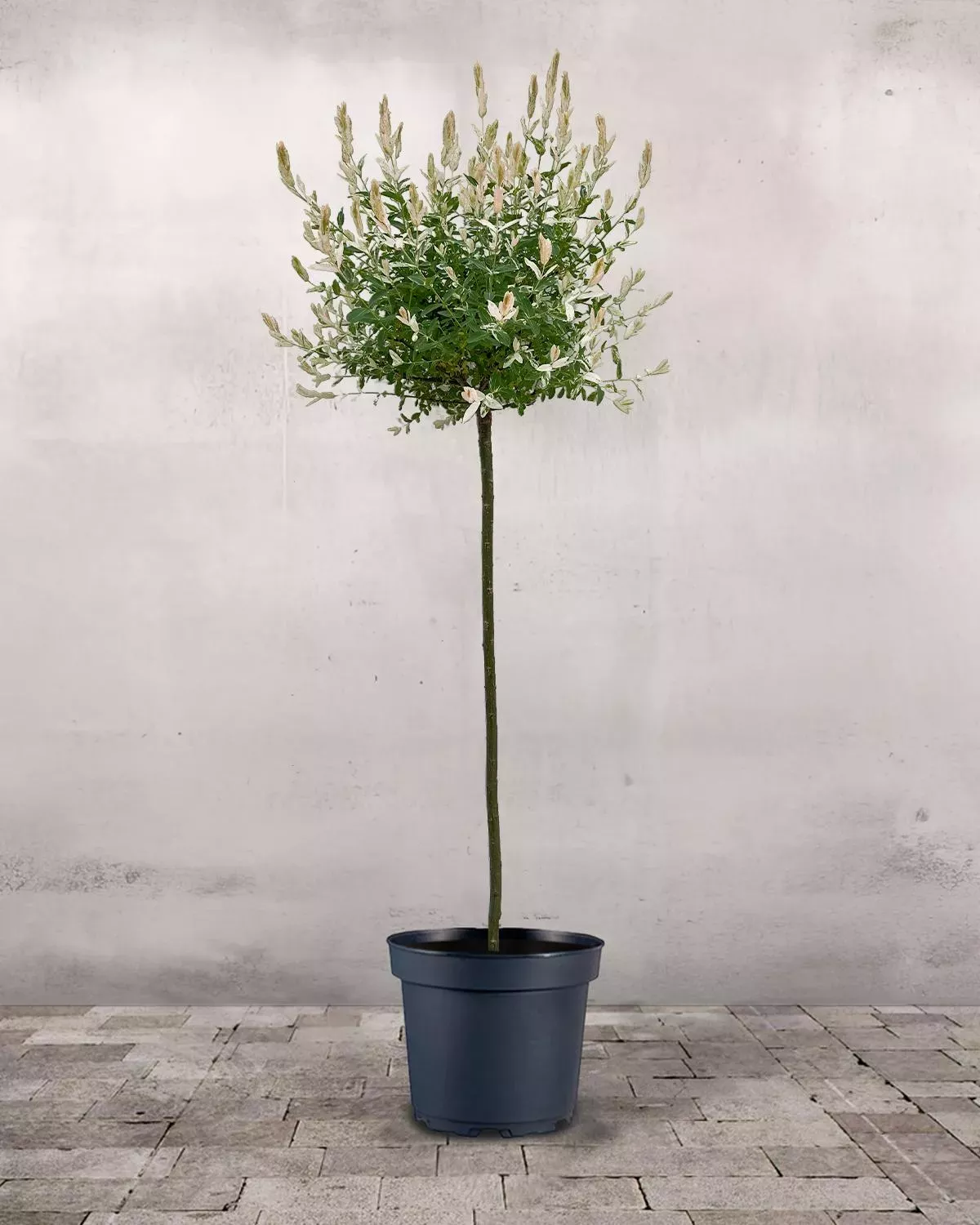 Salix integra 'Hakuro-nishiki' – japonská vrba na kmínku, 140 cm