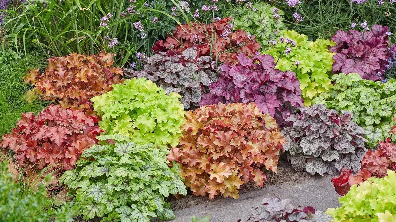 Dlužicha – Heuchera