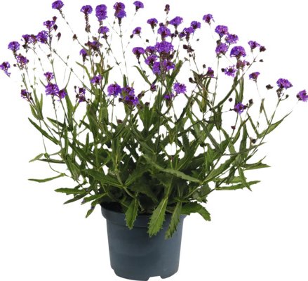 Sporýš argentinský FloraSelf Verbena Polaris Sky Lila květináč 3 l prémiová odrůda