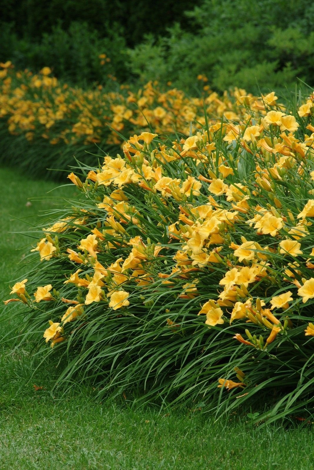 Denivka - mix druhů Hemerocallis