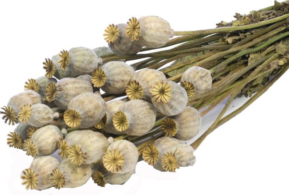 Makovice natural 100 gr.