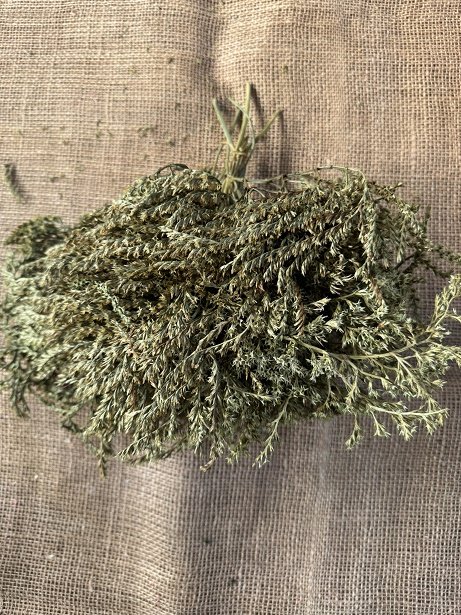 Statice Tatarica 100gr. světle zelená