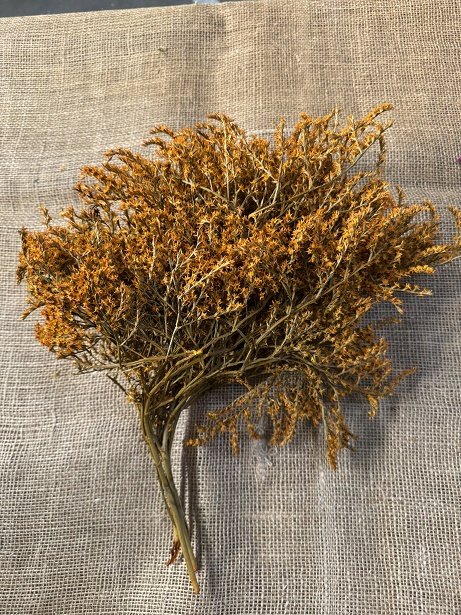 Statice Tatarica 100gr. oranžová