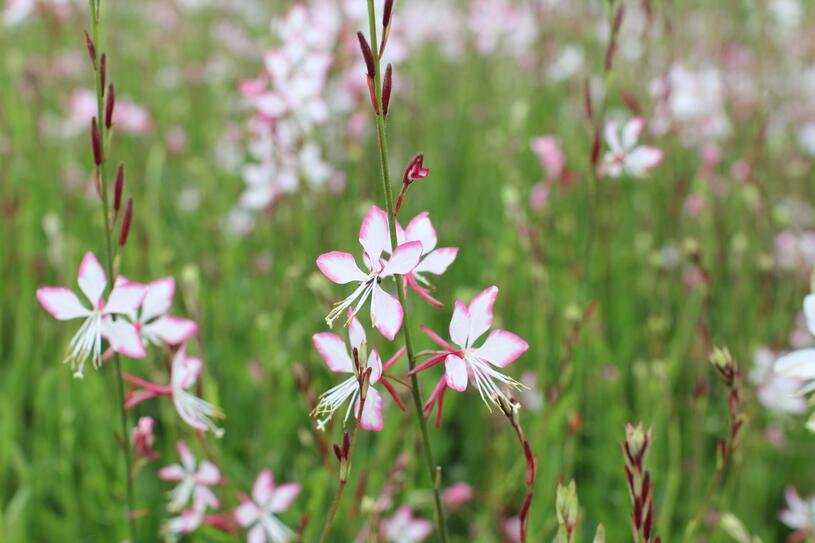 Svíčkovec 'Gambit Rose Bicolor' - Gaura lindheimeri 'Gambit Rose Bicolor' Květník o průměru 9 cm