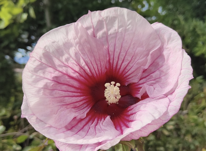 Ibišek bahenní 'Summer Storm' - Hibiscus moscheutos 'Summer Storm' Květník o průměru 9 cm