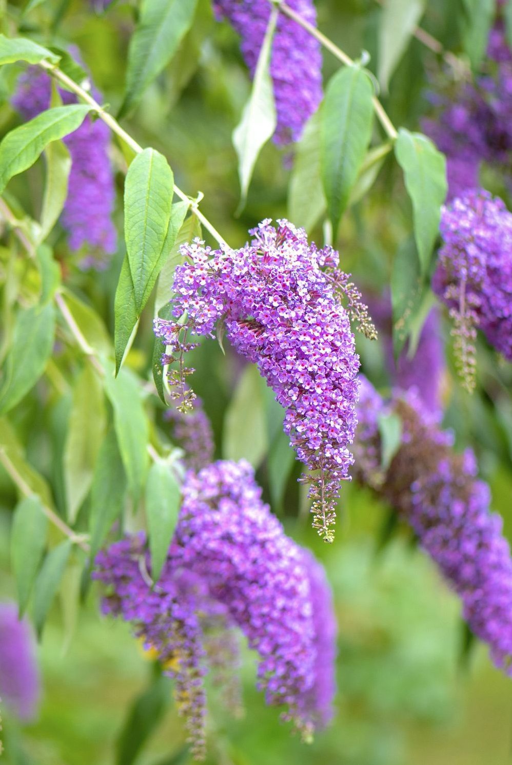 GREENBOSS FLOWER Komule Davidova 'Fascinating' 2l Buddleja davidii 'Fascinating'