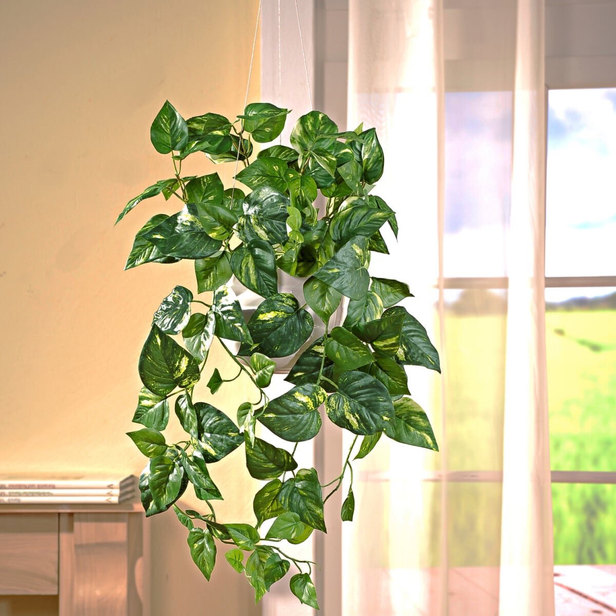 Převislá rostlina Potos Délka 80 cm